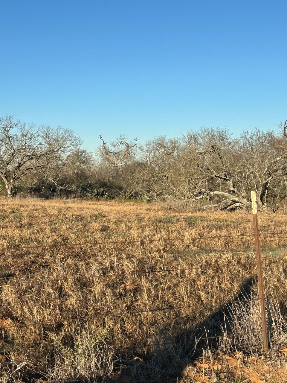 Hunting land in Texas