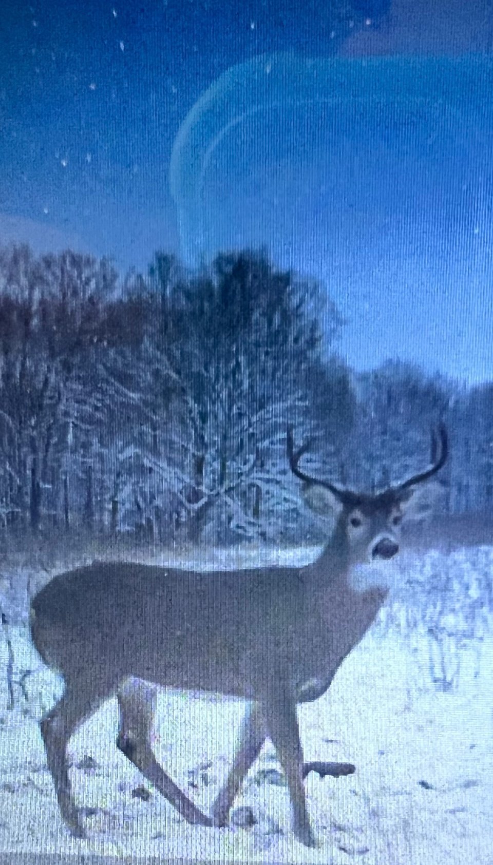 Houghton county hunting land