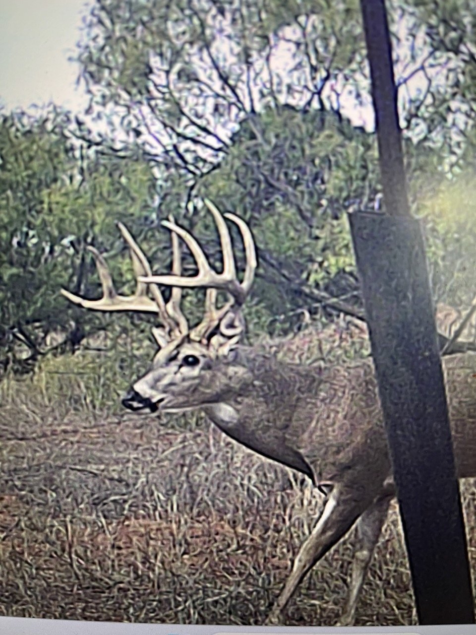 Available 2700 acres Paducah , Texas