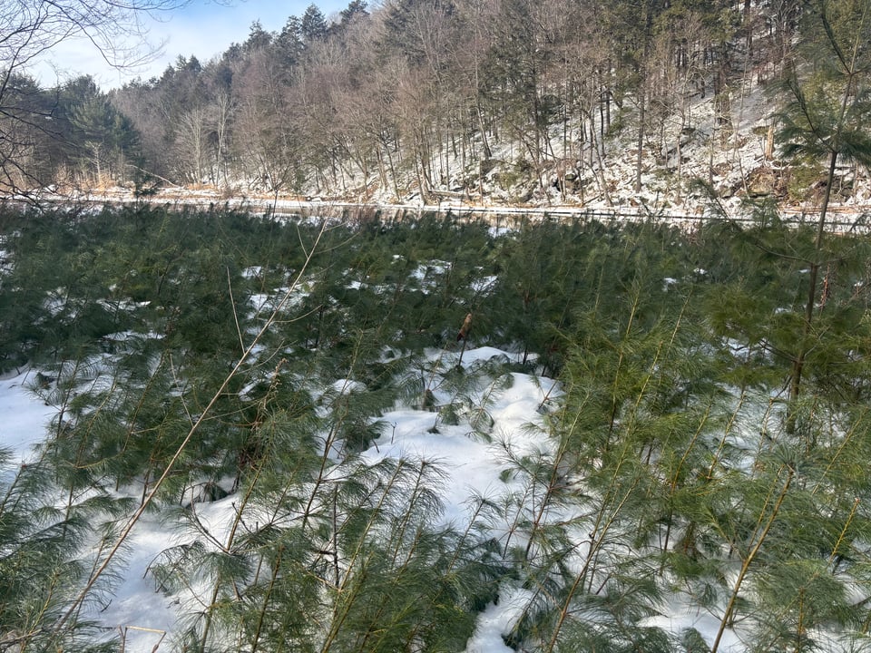 Now leasing 550 acres Sullivan county, NY