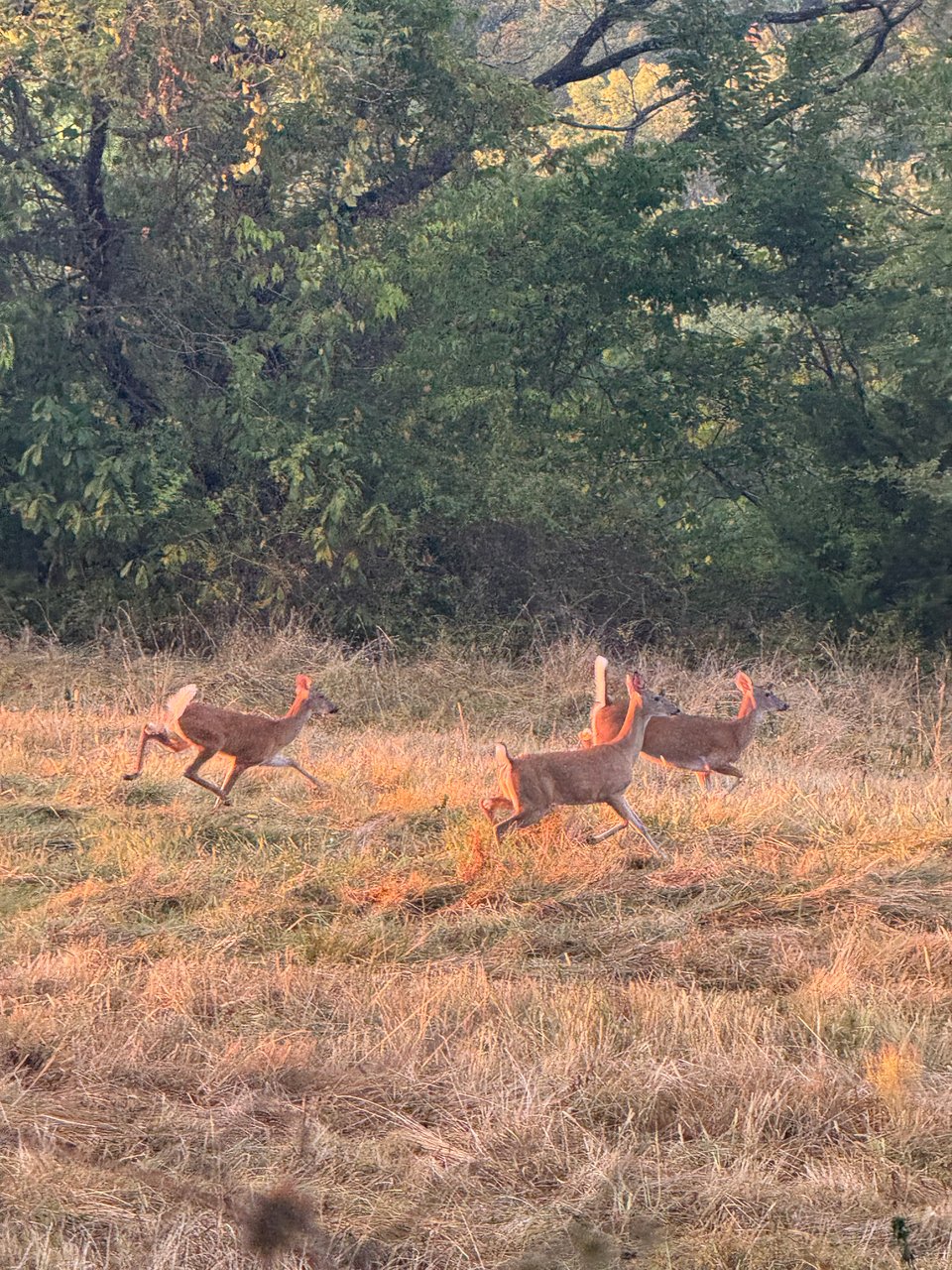 Elkins, Arkansas hunting land