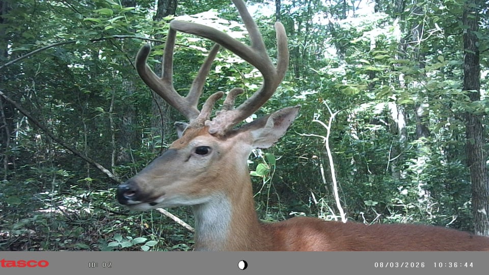 210~ Acres in Pike County for Lease
