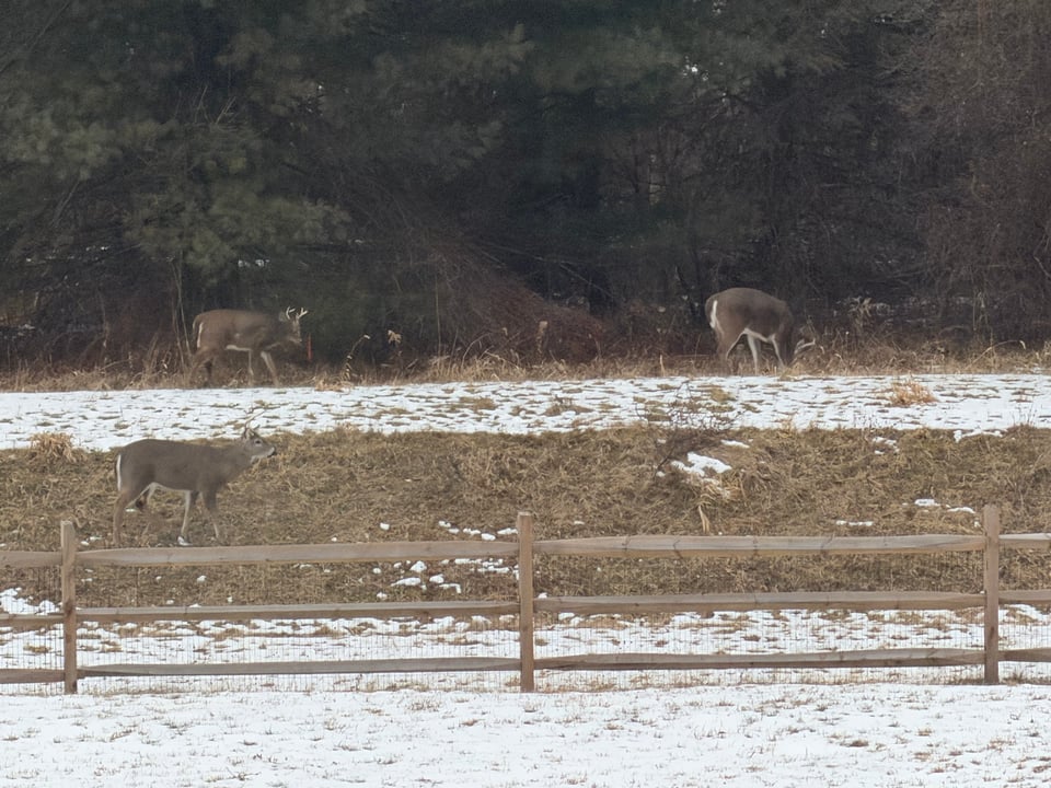 Hunting land - 8 acres, New Vernon, NJ