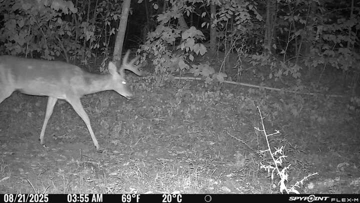 Hunting land - 150 acres, Monticello, Kentucky  ***UPDATED PRICING AGAIN***
