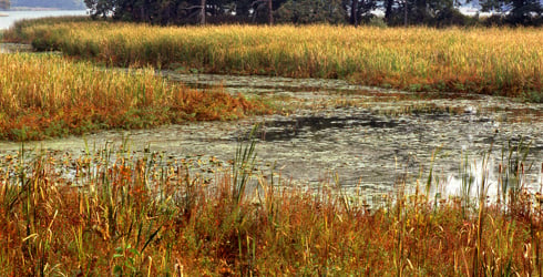 Manitou Wetlands Complex