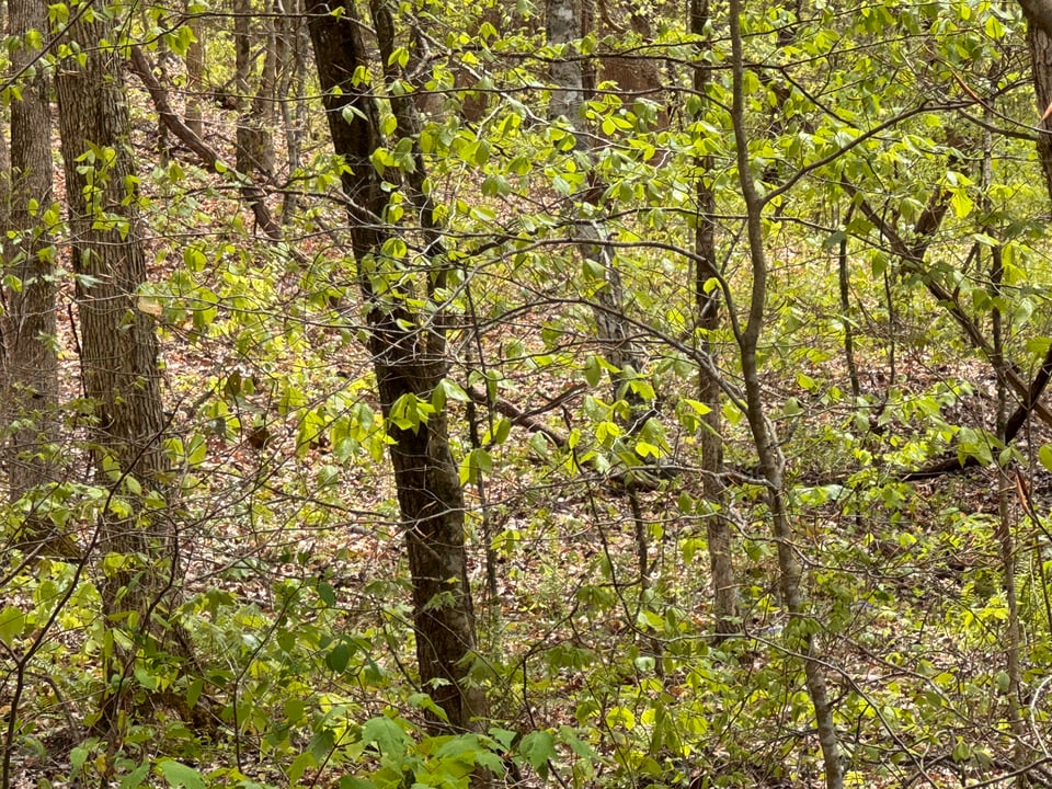 Hunting land - 33 acres, Washburn, Tennessee