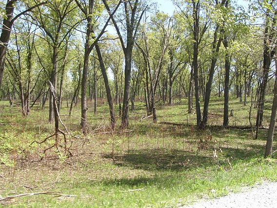 Conrad Savanna Nature preserve