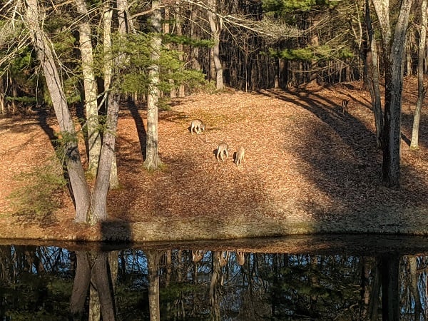 9 acres in Ghent for lease for 2025 season