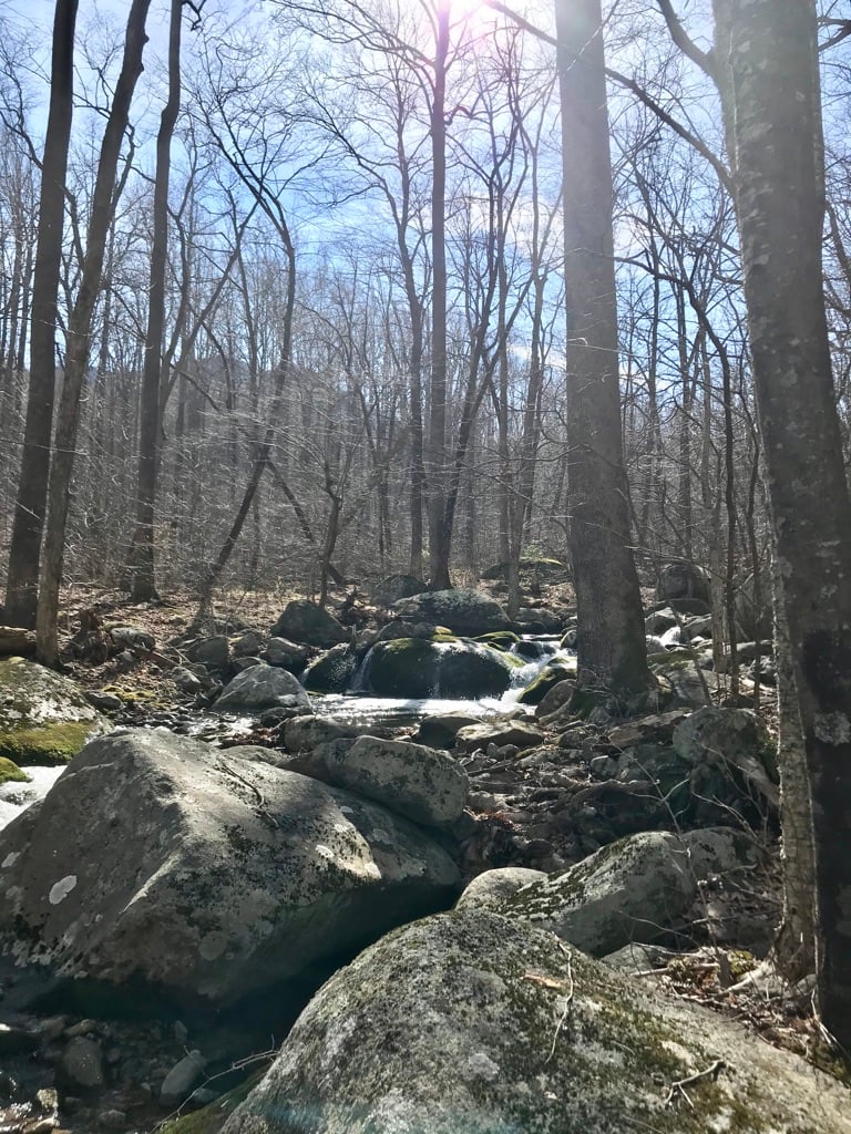 SPRING TURKEY SEASON ONLY - 75 acres for lease in Rappahannock