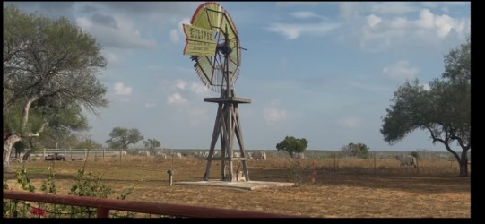 Whitetail Management Hunts at the Historic La Mota Ranch 🦌 Randado, Texas · South Texas Brush Country