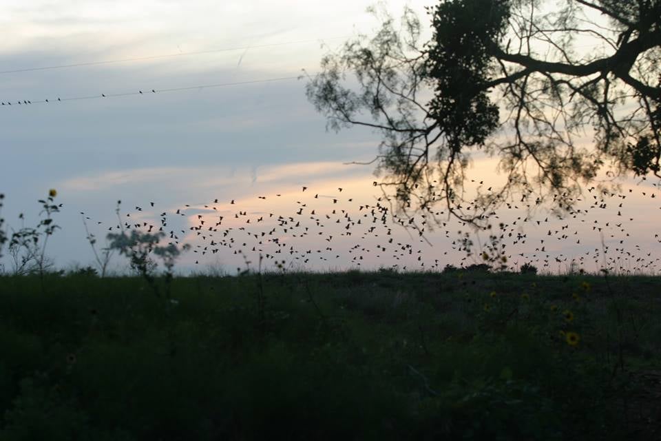 Sunflowers and Dove in Scenic Palo Pinto County, Less than One Hour from Fort Worth