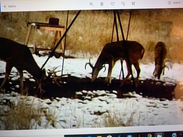 Quanah, Texas hunting land