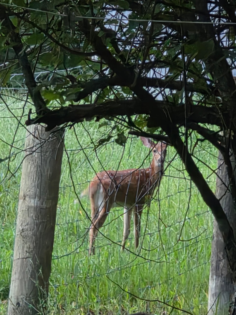 Hunting land in Kentucky