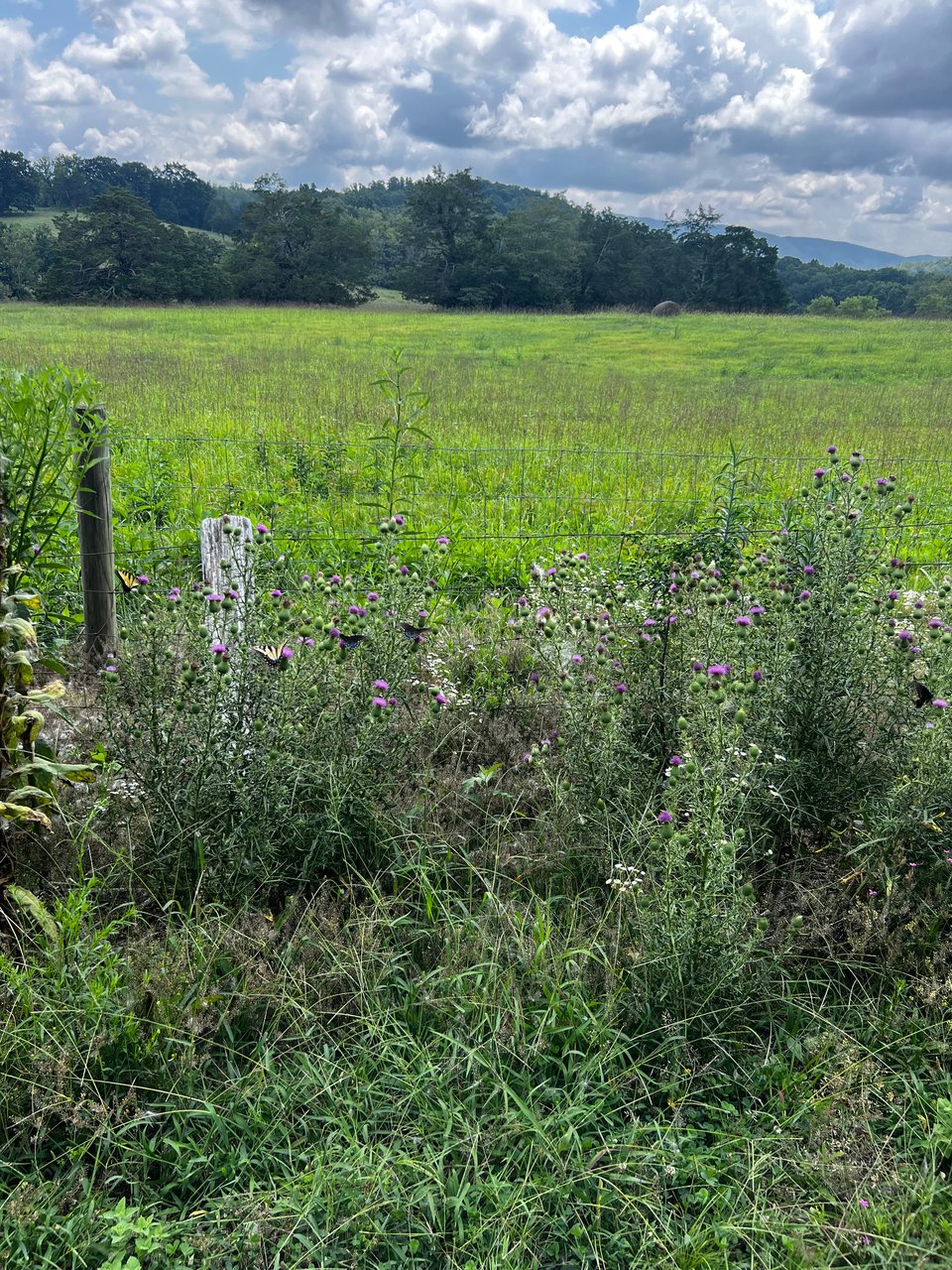 100 acres for lease in Botetourt Lease available - Season 2026