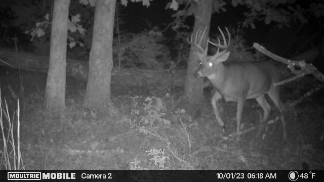 Hunting land available in Lewis Co.