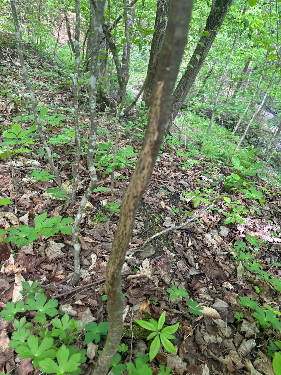 53.33 acres for lease in Steuben