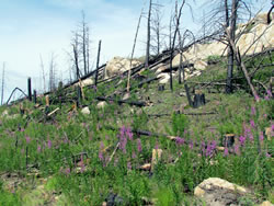 Pogue Mountain Unit