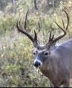 Hunting land - 85 acres, Guston, Kentucky