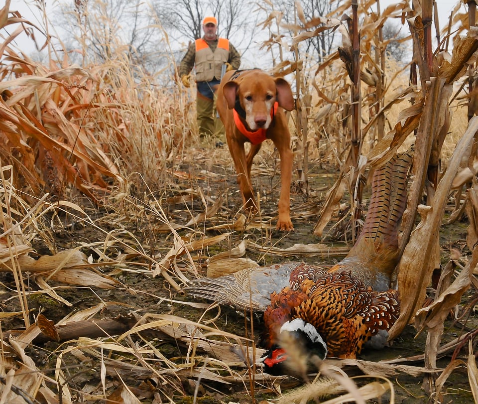 Upland Hunting Outfitter