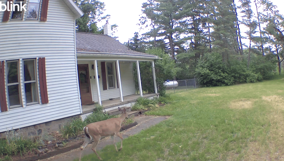 Small Hunting Plot in Farwell Michigan (Documented Turkey and Deer Activity)