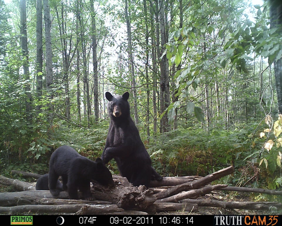 Michigan Bear Guides