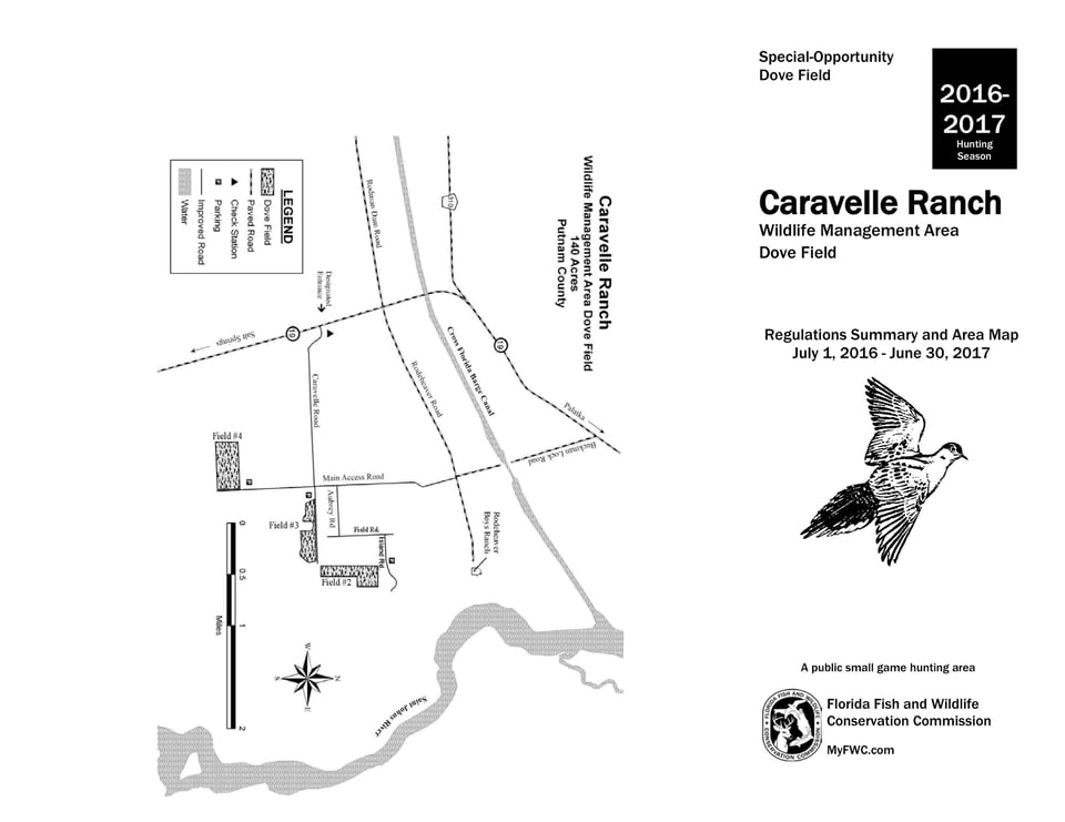 Caravelle Ranch Dove Field