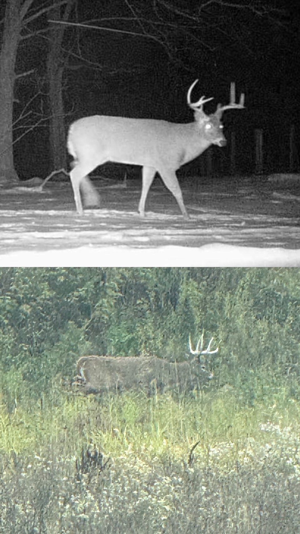 Excellent hunting opportunity Langlade, Wisconsin