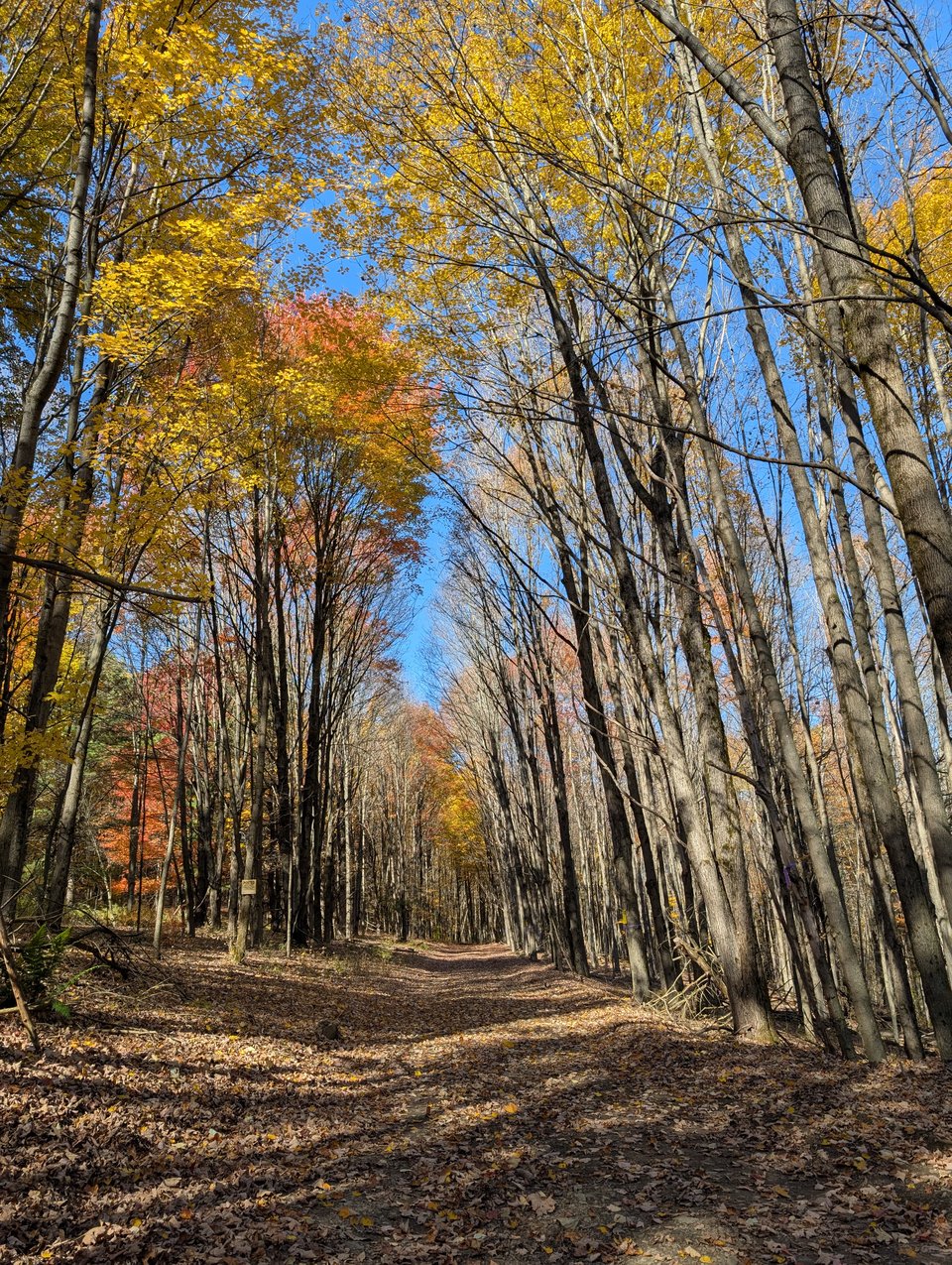 23 acres in Steuben Co. for lease