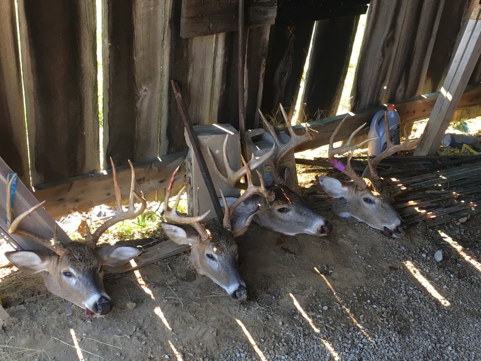 Excellent hunting opportunity Mason, KY