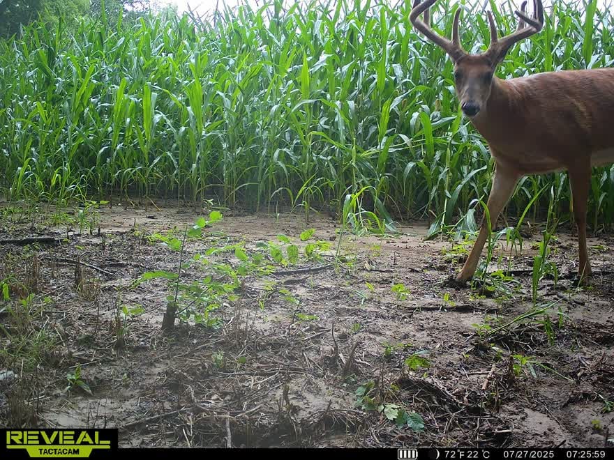 Carrollton Missouri whitetail / turkey hunts