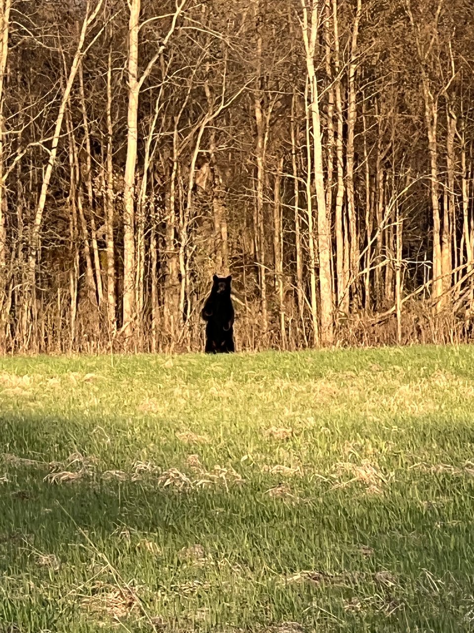 Hunting land in New York