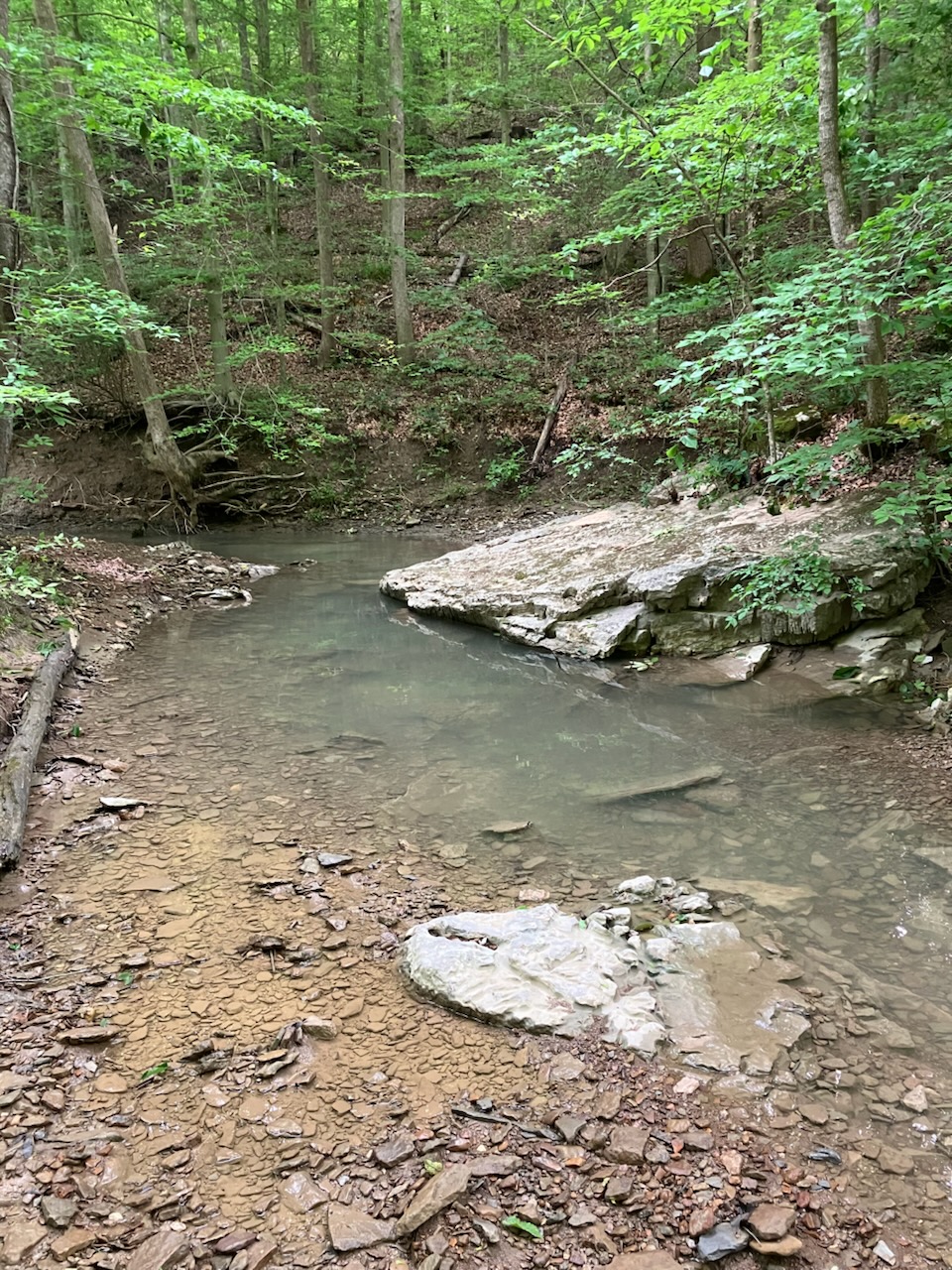 Excellent hunting opportunity Ravenna Kentucky