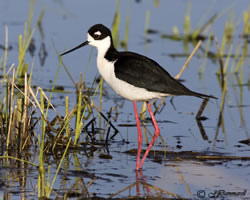 Reardan Audubon Lake Unit