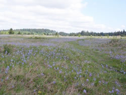 West Rocky Prairie Unit