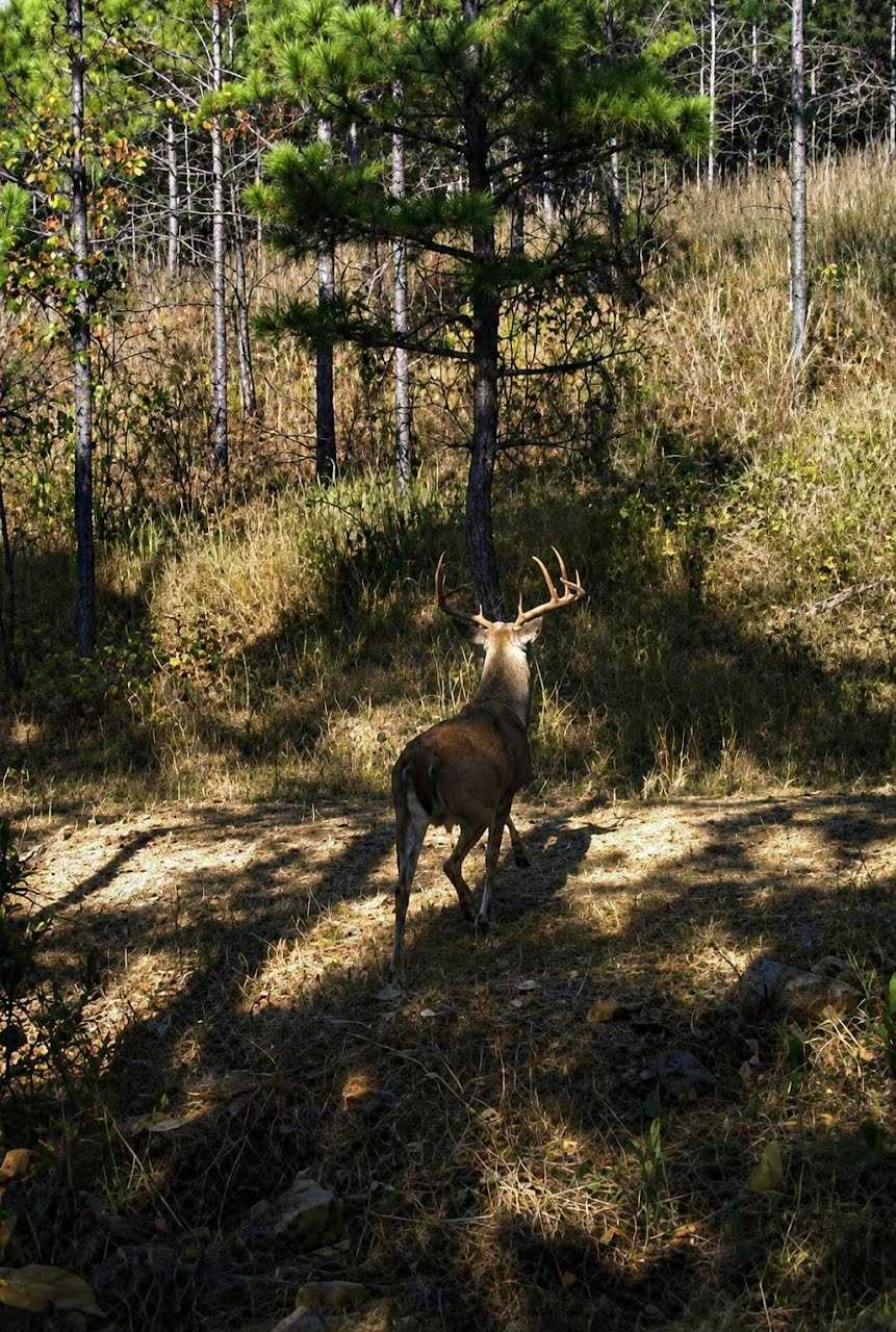 803 Acres | Pushmataha County, Oklahoma