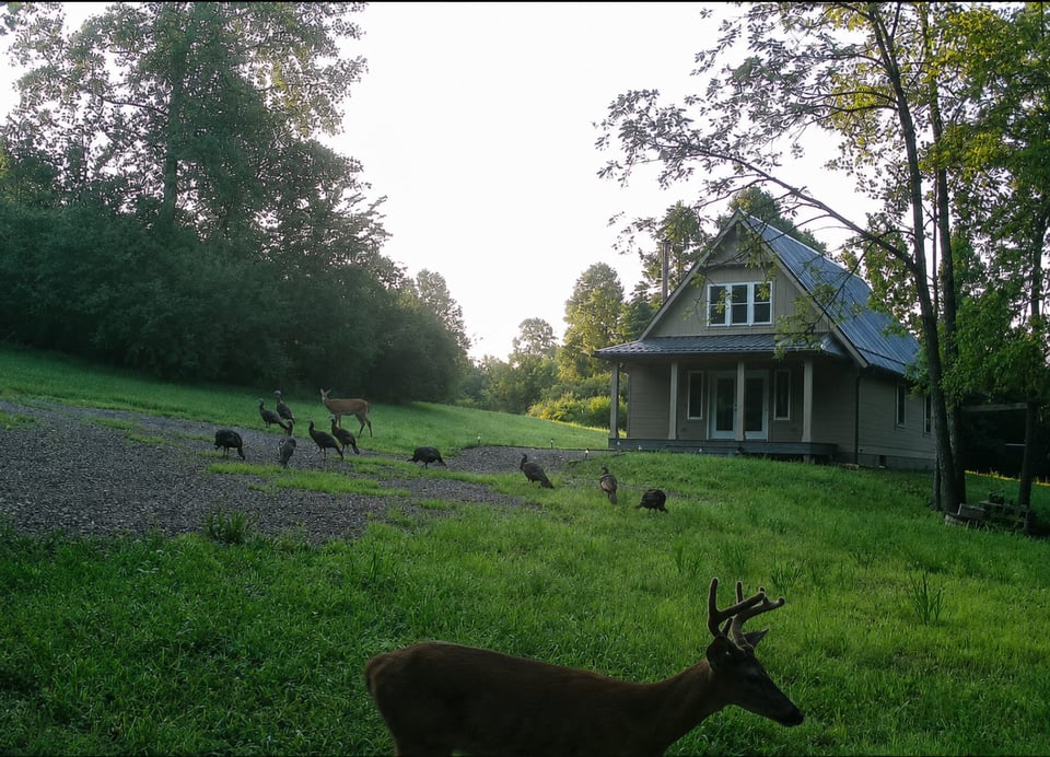 17 Acres in Coshocton County, Ohio — Cabin, Ready Blinds, and Year-Round Water on Never-Leased Ground