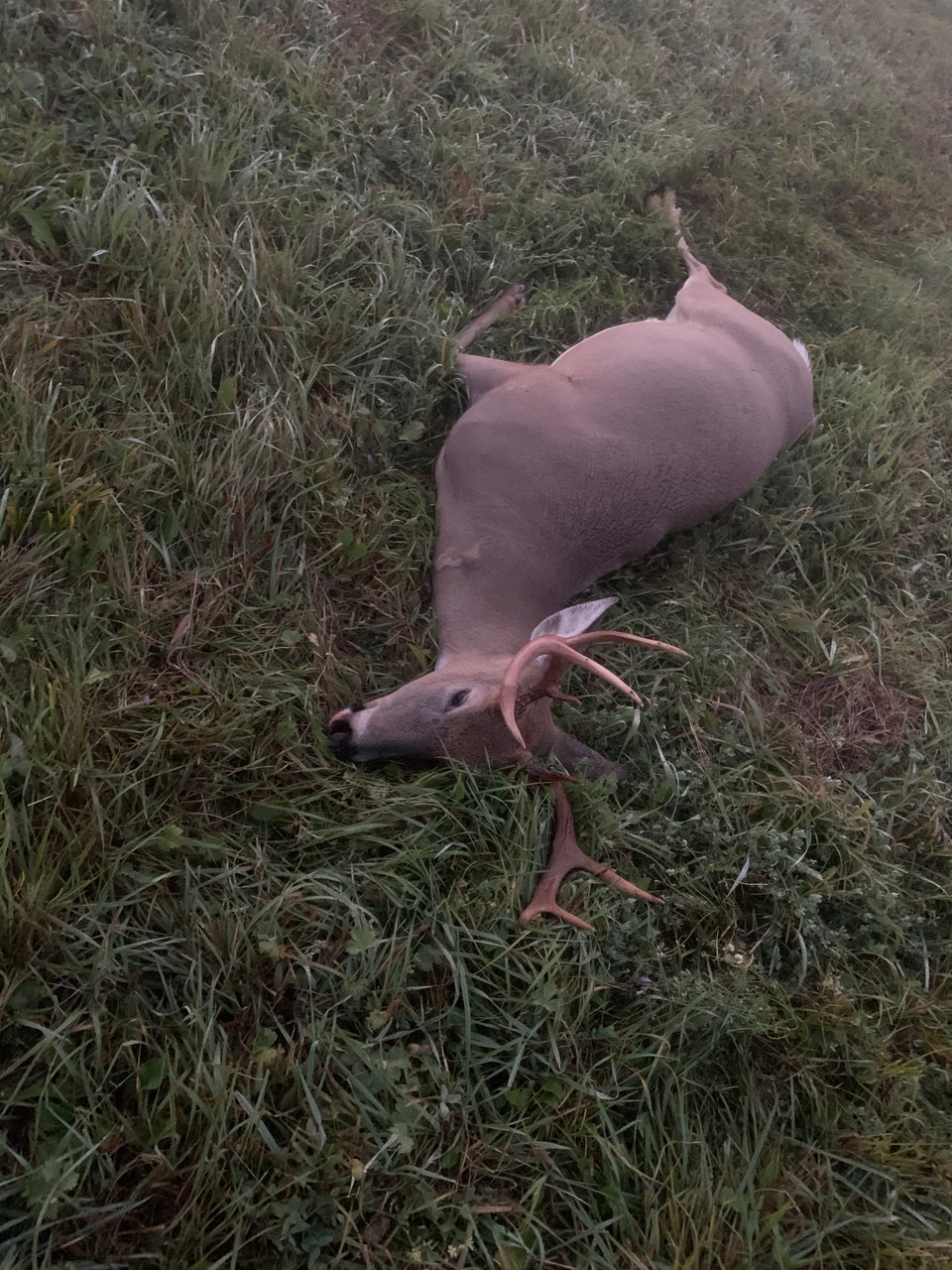 Rudyard, Michigan hunting land