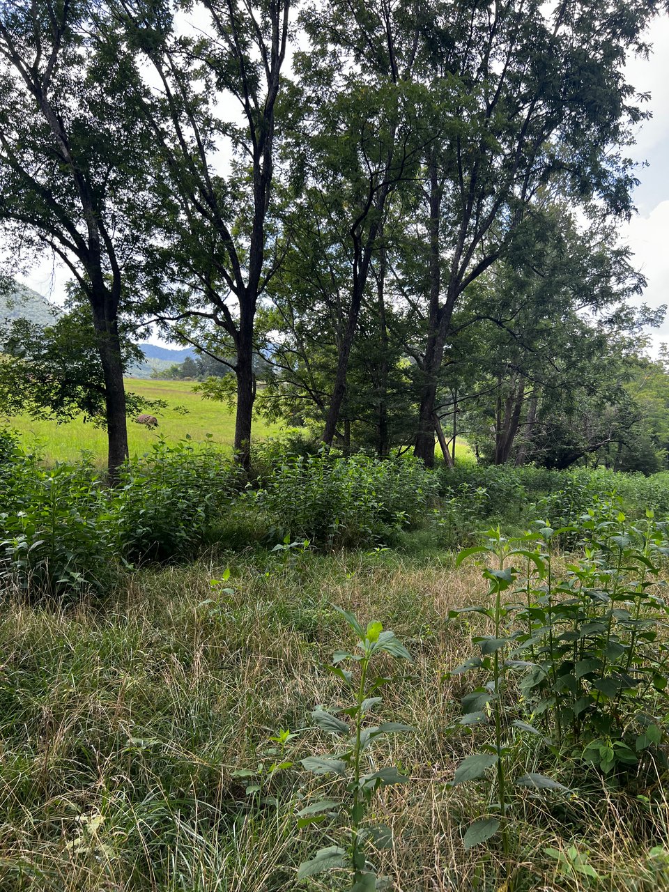 Available 100 acres Buchanan, Virginia - Season 2026