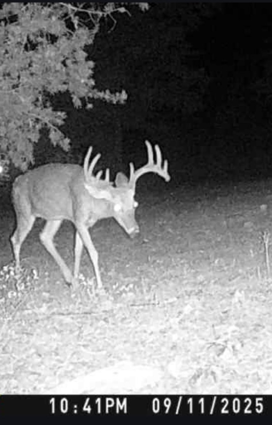 hlrbo-hunting-lease-7-acres-in-hampshire-county-wv