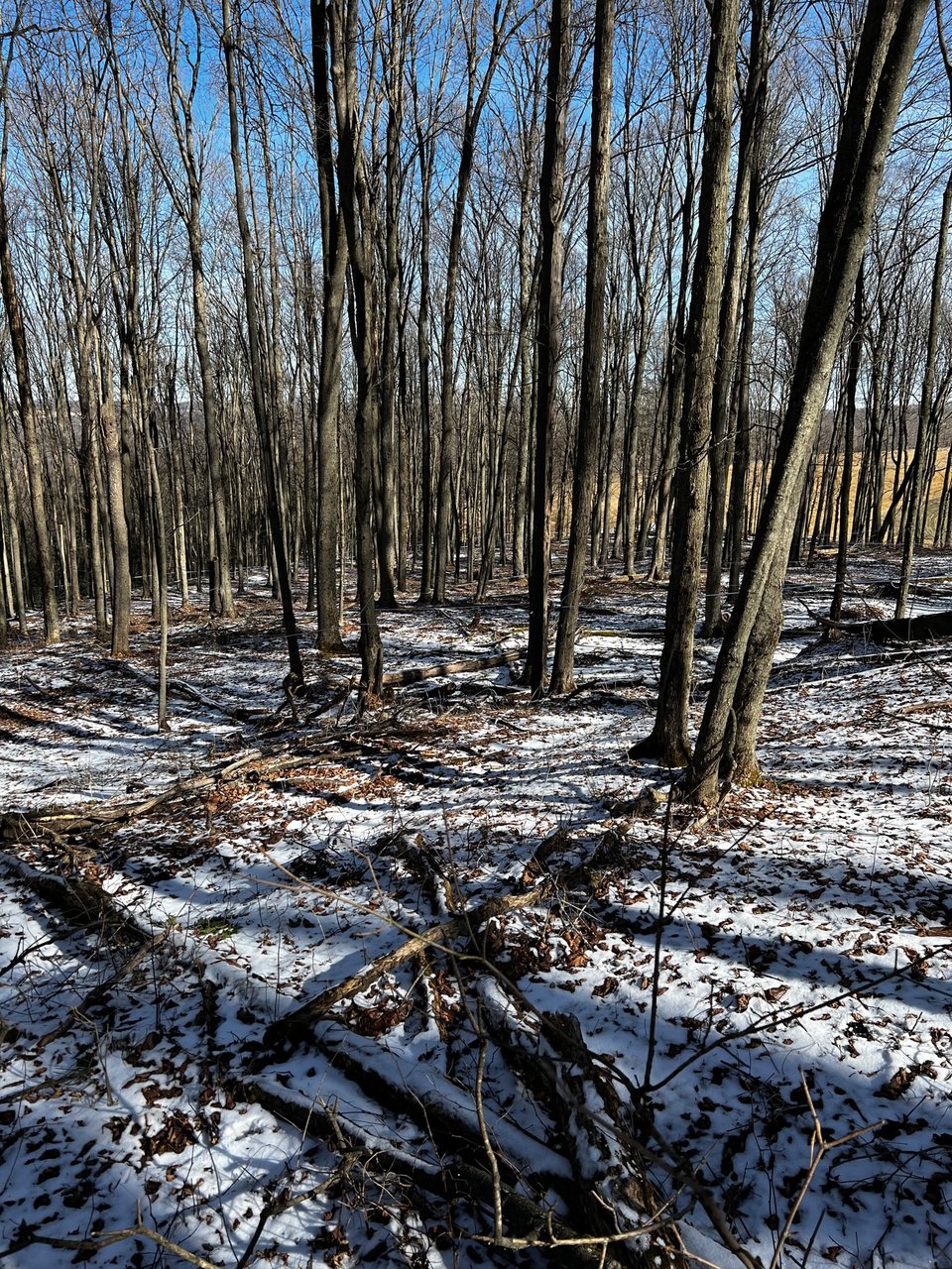 HLRBO Hunting Lease 375 acres in Allegany County,New York