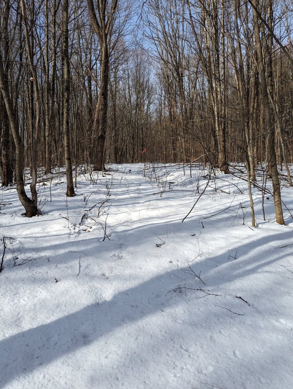 HLRBO Hunting Lease 63 acres in Cortland County,New York