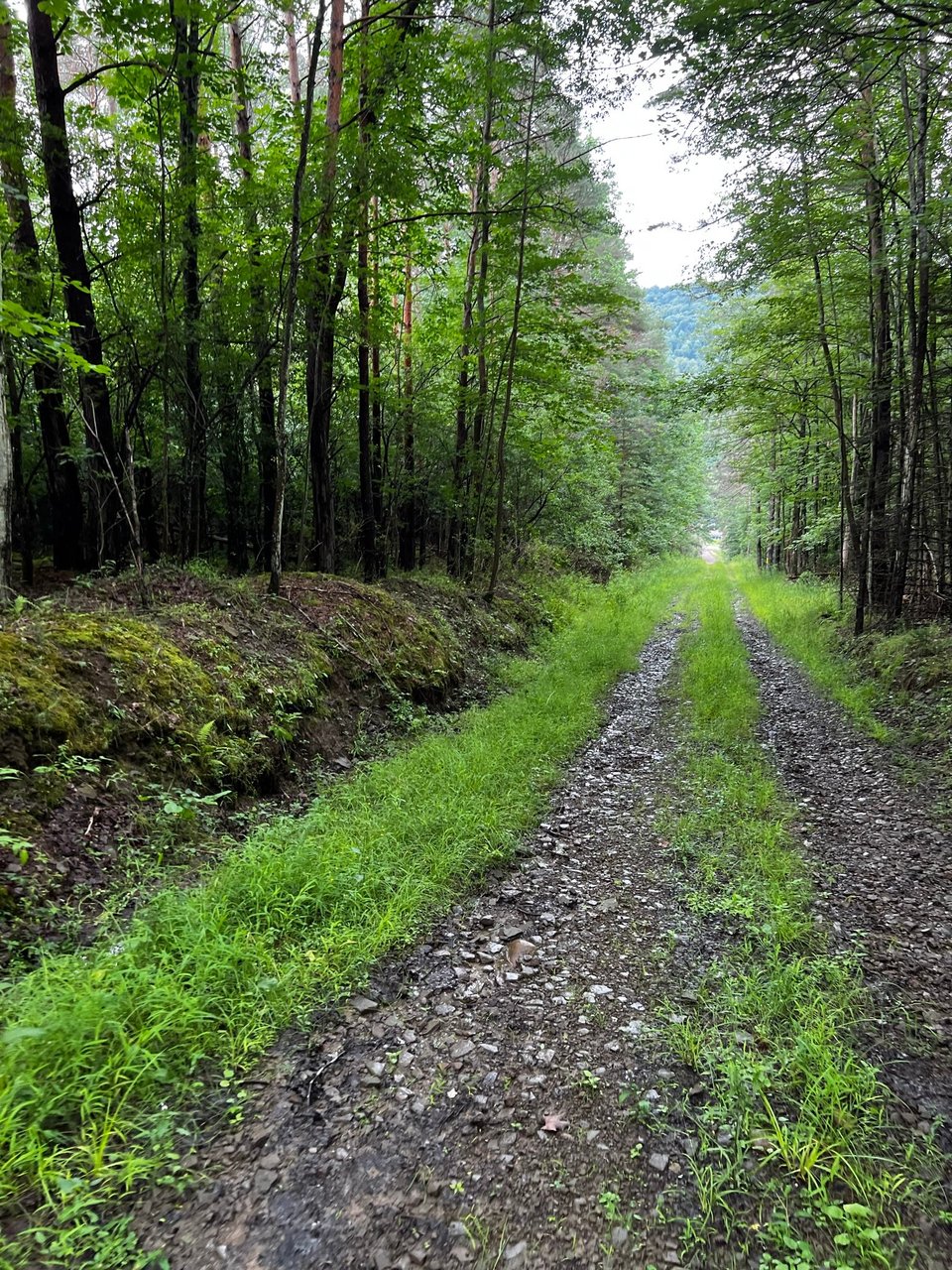 HLRBO Hunting Lease 104 acres in Allegany County,New York