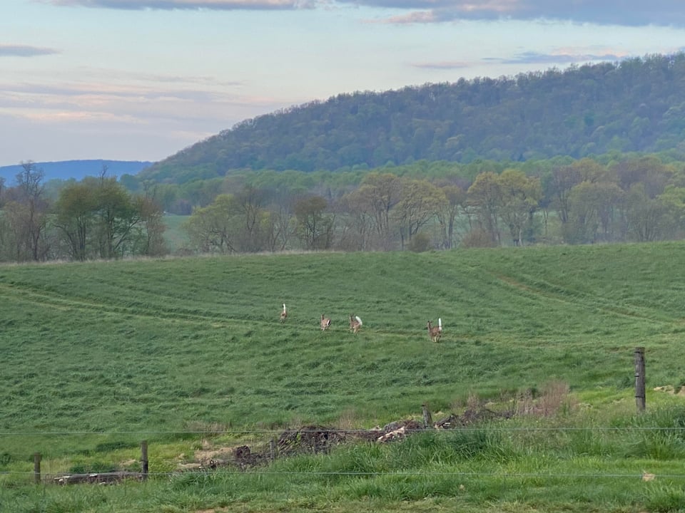 HLRBO Hunting Lease 125 acres in County,Maryland