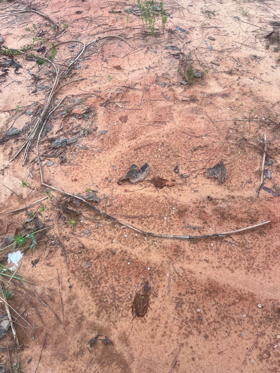 HLRBO Hunting Lease - 22 acres in Greene County,AL