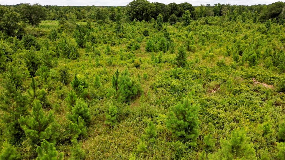 HLRBO Hunting Lease 80 acres in Telfair