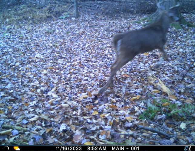 HLRBO Hunting Lease 60 acres in Broome County,New York