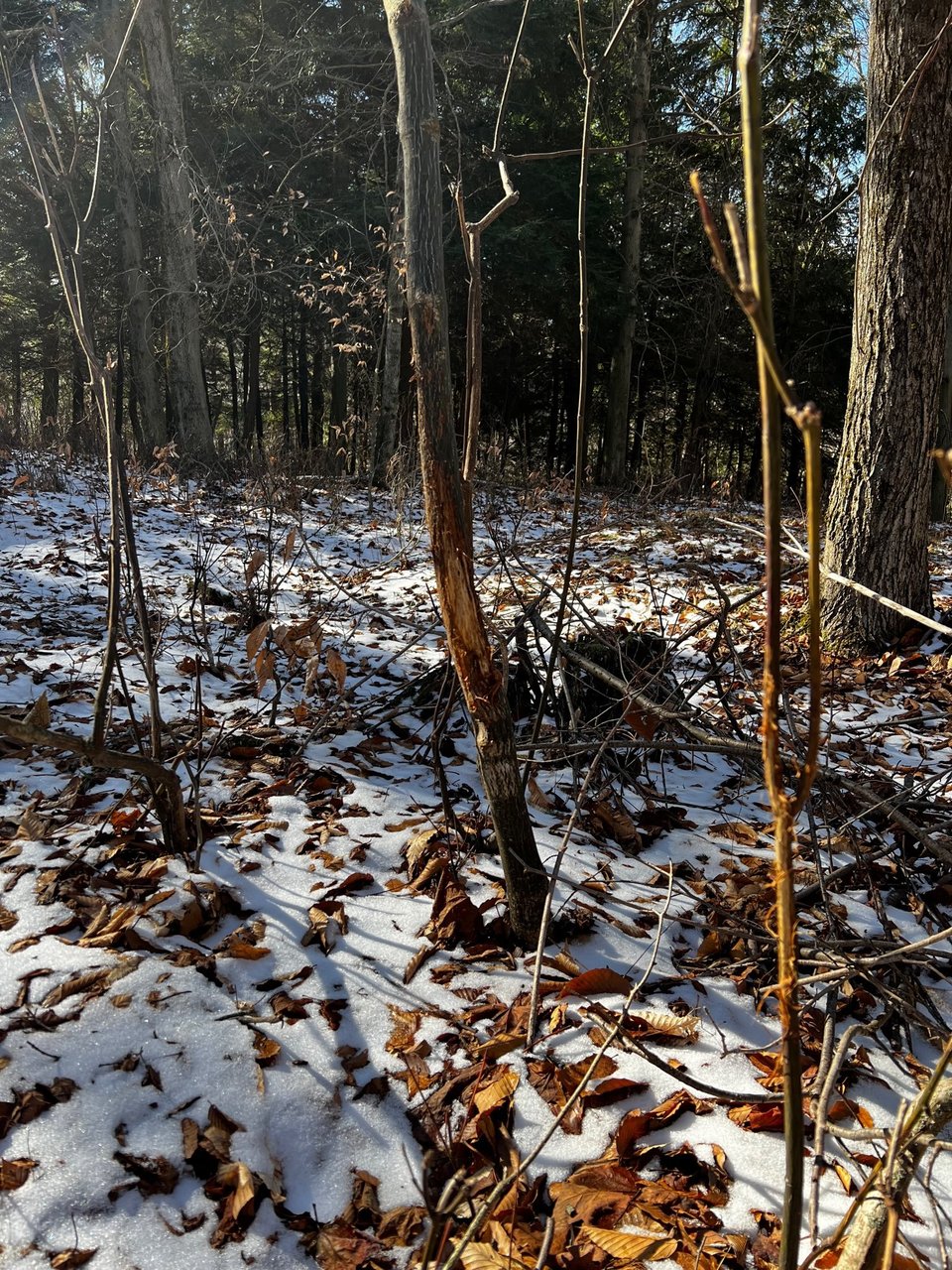 HLRBO Hunting Lease 375 acres in Allegany County,New York