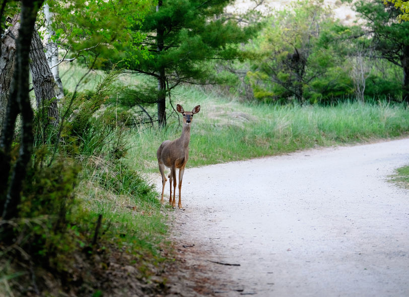 Find out more about hunting leasing in Michigan