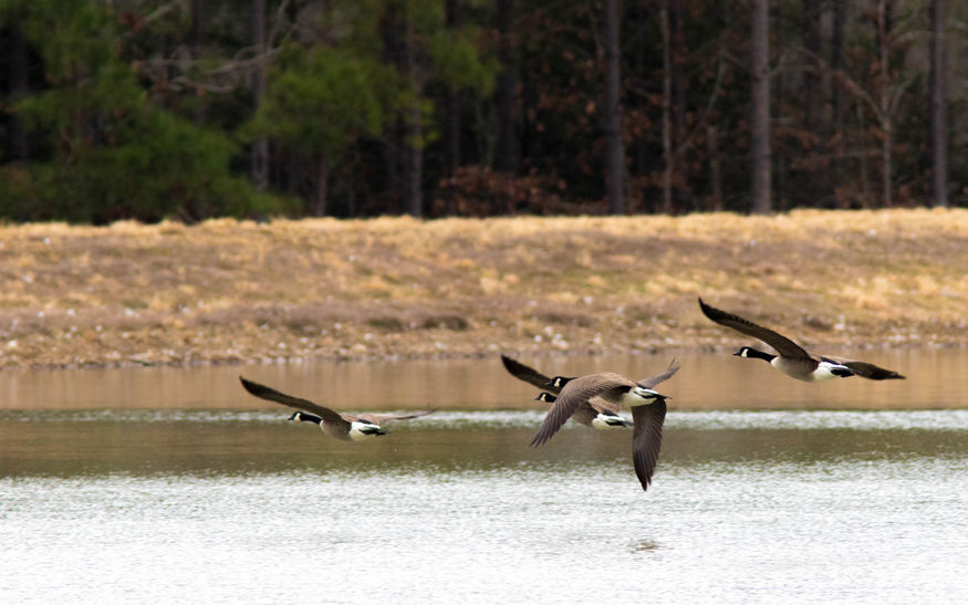 Find out more about hunting leasing in Arkansas